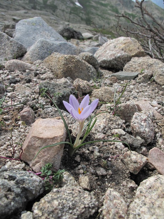 Crocus corsicus